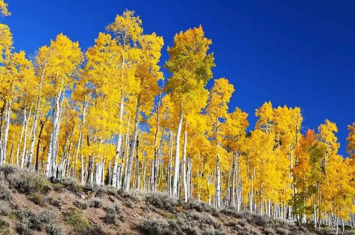 Top 10 Oldest living Trees In The World
