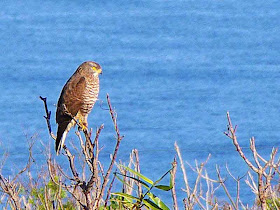 bird, Grey-faced Buzzard Eagle preched on tree with ocean view in background