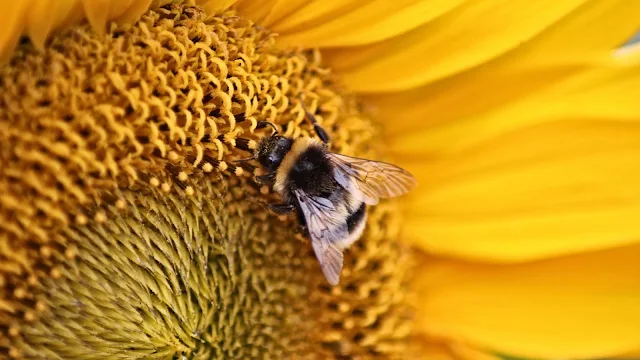 Honey Bee On Sunflower hd Wallpaper