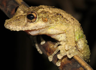 Scinax boulengeri, Boulenger's Snouted Treefrog