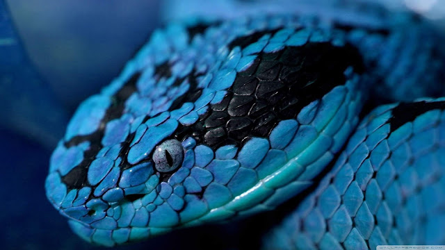 World-most-beautiful-snake, Poisonous-Non-poisonous-snakes