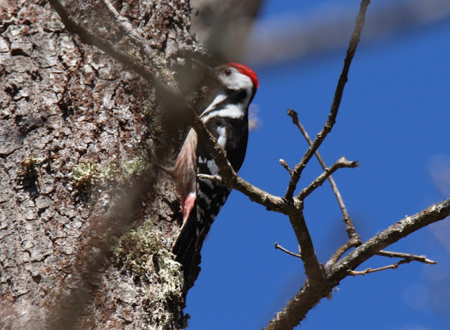 Pico mediano (Dendrocopos medius)