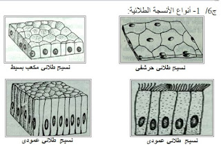 وضح بالرسم تركيب كلٍ من :  1-    أنواع الأنسجة الطلائية.