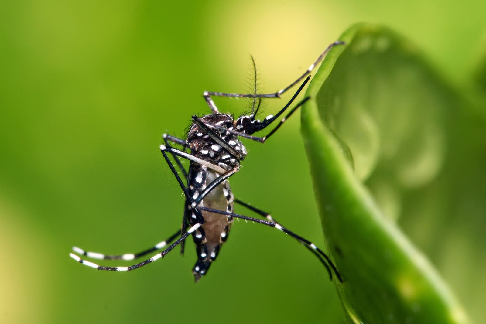  Jenis  jenis  nyamuk  di persekitaran anda MyPestNews