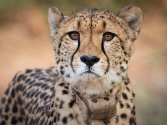 Collared cheetah in Kuno