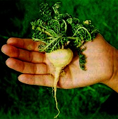 Foto de una maca en una mano humana