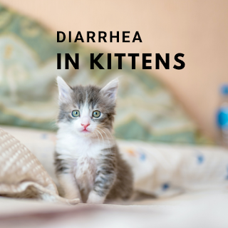 diarrhea in kittens