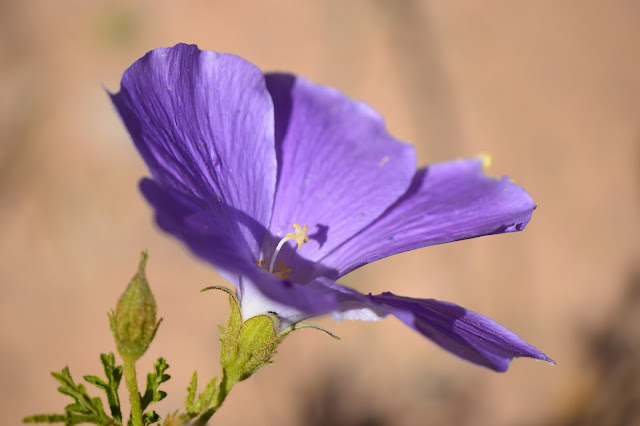 small sunny garden, desert garden, amy myers, photography, about the garden, plant selection, alyogyne huegelii, blue hibiscus