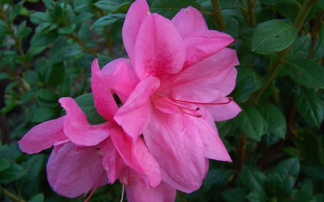 Autumn Empress Encore Azalea