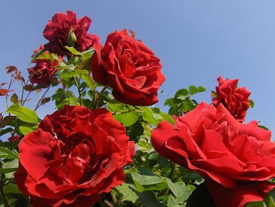 flowers roses. wild flowers, wild roses