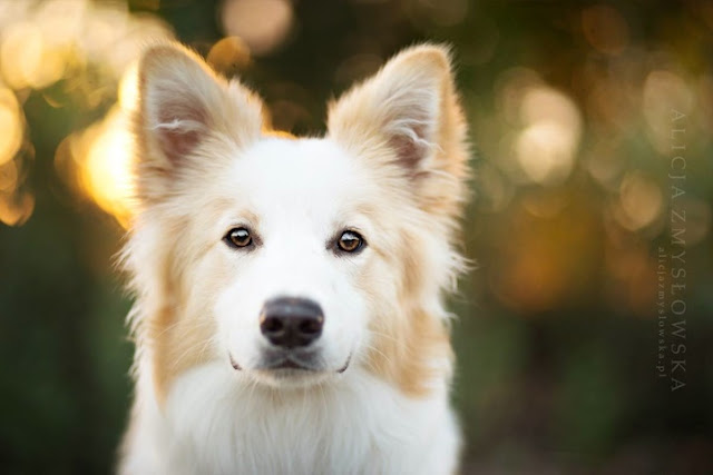 Fotos adoráveis de cachorros por Alicja Zmyslowska