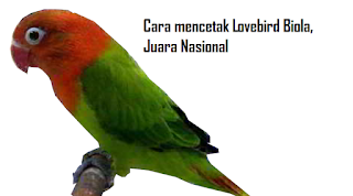 Cara mencetak Lovebird Biola, Juara Nasional