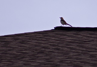 IMG_5079-1