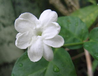 Jepunlauee s Site My beautiful jasmine bunga melor  