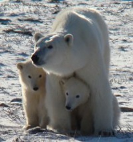 PolarBears