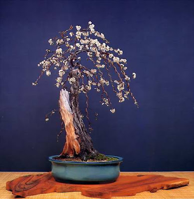 bonsai trees