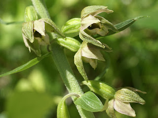 Épipactis à larges feuilles - Epipactis helleborine