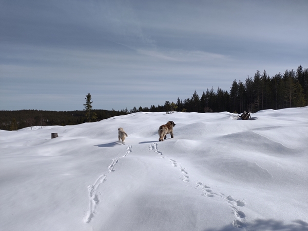 skautur bårnåsåsen