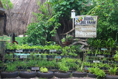 Organic herbs and vegetables grown in Bohol Bee Farm