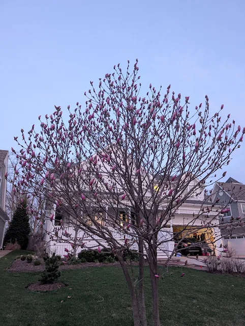 Growth of multi-trunk Saucer Magnolia Tree Over 8 Years
