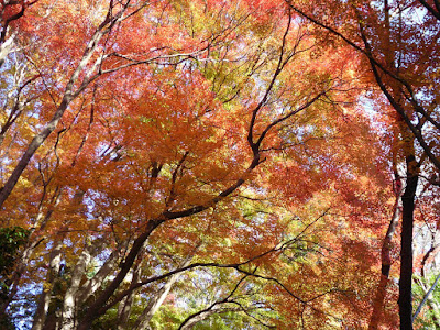 龍尾寺・もみじの紅葉