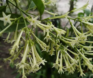 Night blooming jasmine