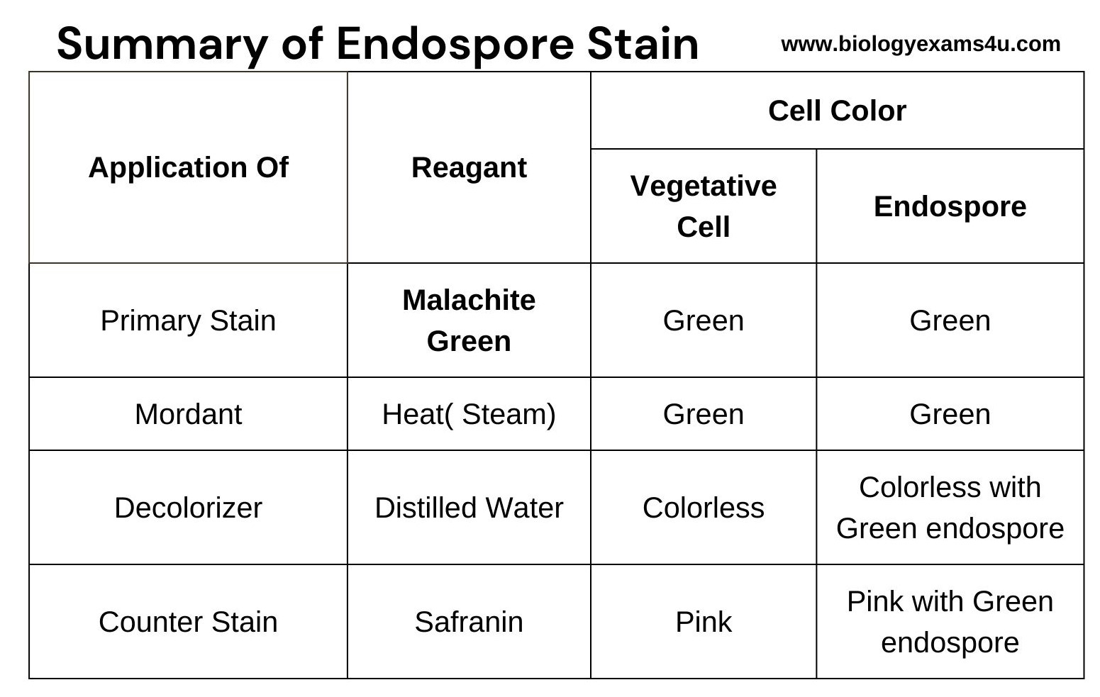 Summary of Endospore Staining