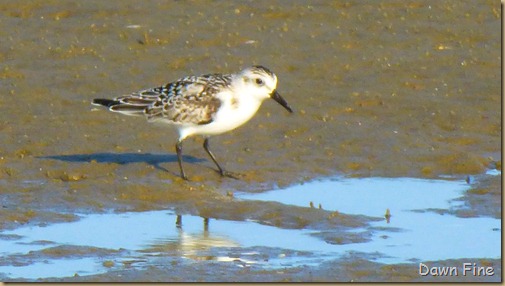 tern island birding_028