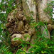 View album