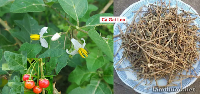 CÂY THUỐC TRỊ BỆNH THÔNG DỤNG - CÀ GAI LEO