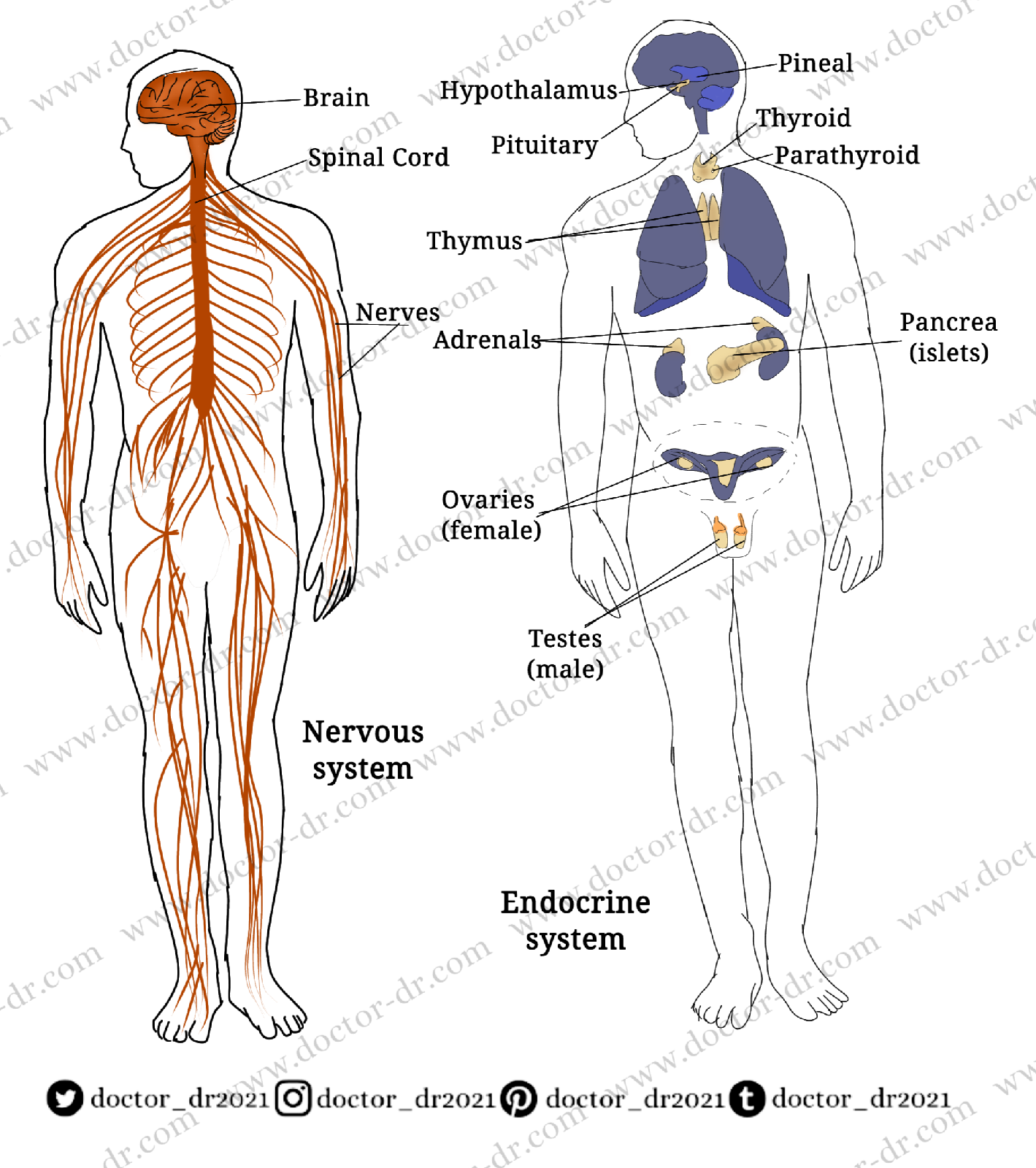 Levels of Organization - Anatomy and Physiology by Doctor-dr