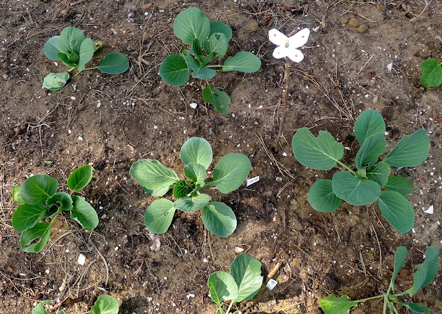 Organic pest control: Cabbage Moth Decoys