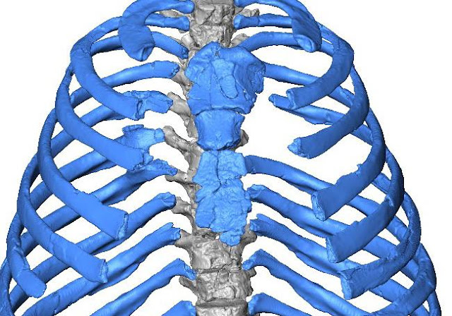 gatherers who inhabited western Eurasia for to a greater extent than than  For You Information - New virtual reconstruction of a Neanderthal chest suggests some other breathing mechanism