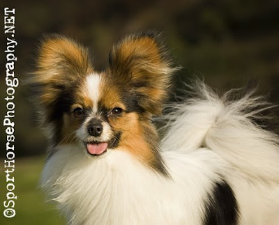 papillon chihuahua mix. 2010 Just Papillons Calendar