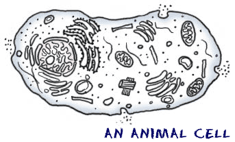 Animal Cell