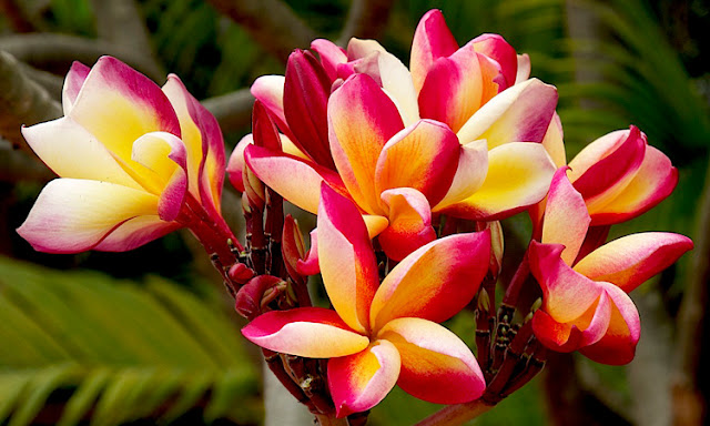 Plumeria Frangipani Flowers Plants