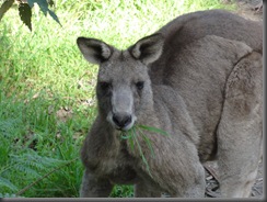 Kanguruh2