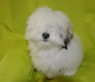 Coton de Tulear