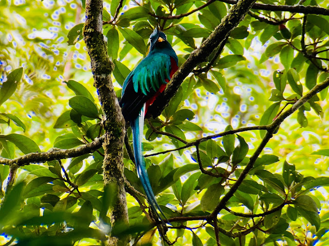Quetzal (Monteverde)