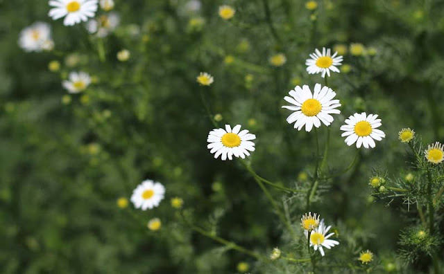 Mayweed Flowers Pictures