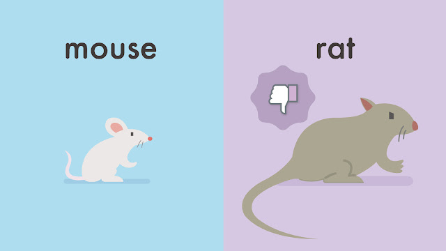 mouse と rat の違い