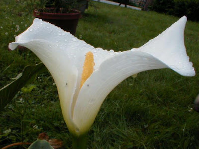 Calla Aethiopica