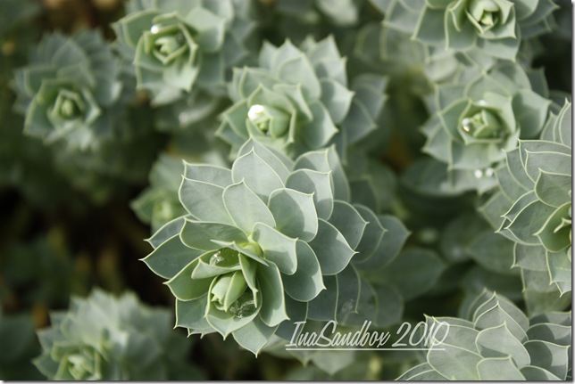 Donkey spurge 9-29 with logo