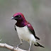 Male Violet-Backed 