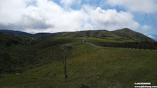 台北|陽明山擎天崗環形步道|終於看到牛牛了