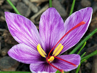 Bunga Saffron, Rempah Termahal di Dunia dalam Sebotol Parfum