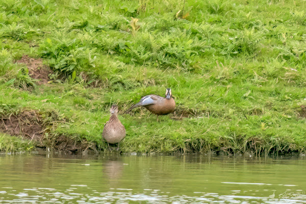 Blue-winged teal