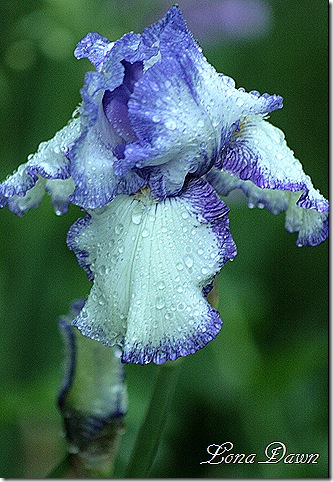 Iris_Presbys_Crown_Jewel