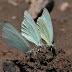 NATURALEZA : SORPRENDE Y CAUTIVA UNA INVASIÓN DE MARIPOSAS BLANCAS EN TARTAGAL