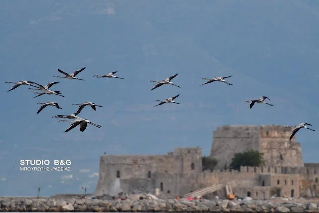 Τουριστική ατραξιόν τα φλαμίνγκο στο Ναύπλιο 